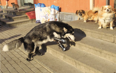 大连阿拉斯加犬成全球首只四肢假肢犬